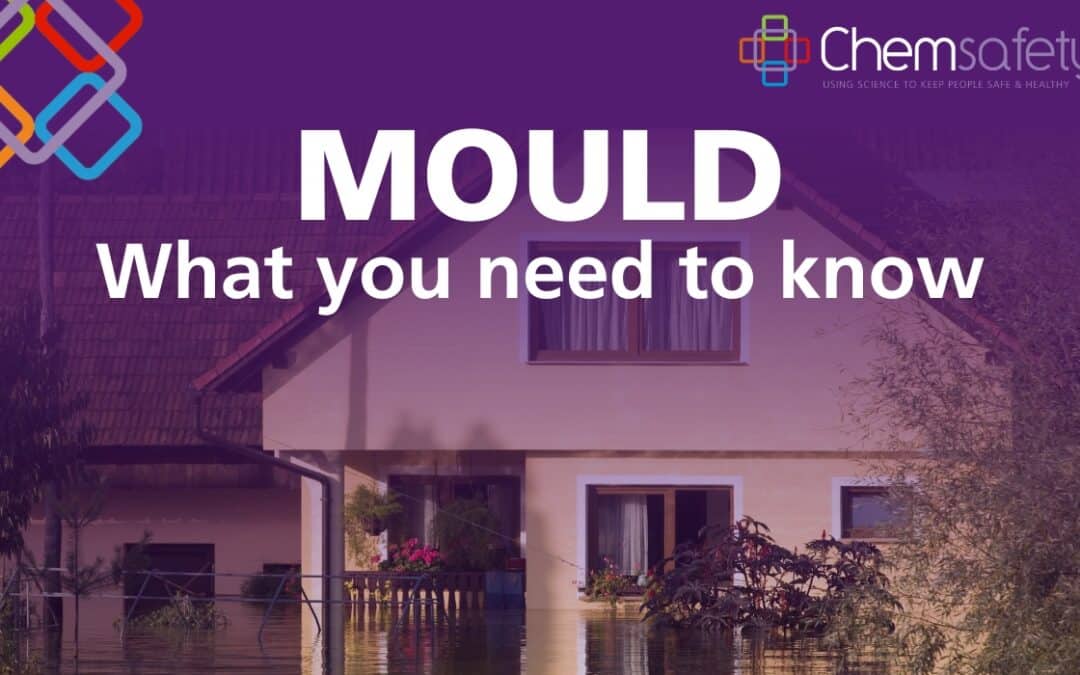 Mould – what you need to know